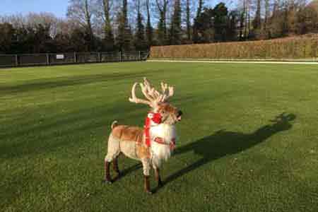 Picture of stuffed reaindeer on green