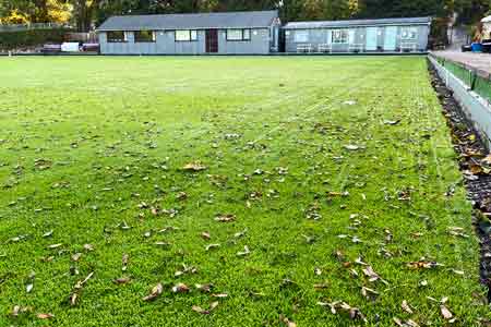 Sycamore seeds on the grass